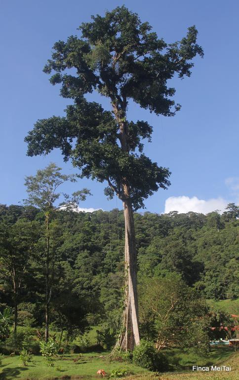 Mei Tai Cacao Lodge Bijagua Bagian luar foto